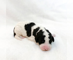 Puppy 9 Bernedoodle-Poodle (Miniature) Mix