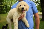 Small Photo #1 Labradoodle Puppy For Sale in WABASH, IN, USA