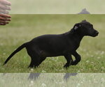 Small #2 Labrador Retriever Mix