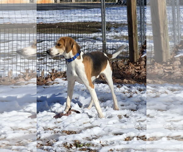 Medium Photo #6 Mutt Puppy For Sale in Rustburg, VA, USA