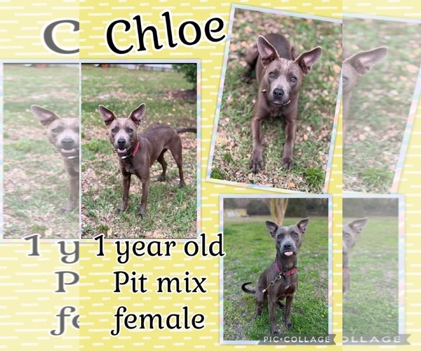 Medium Photo #2 American Pit Bull Terrier-Unknown Mix Puppy For Sale in Jacksonville, NC, USA