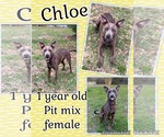 Small #1 American Pit Bull Terrier Mix