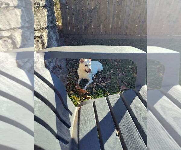 Medium Photo #1 Mutt Puppy For Sale in Candler, NC, USA