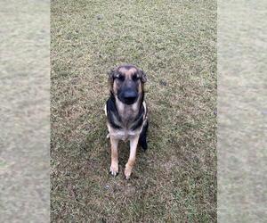 German Shepherd Dog-Unknown Mix Dogs for adoption in San Antonio, TX, USA
