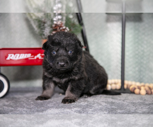 Medium German Shepherd Dog