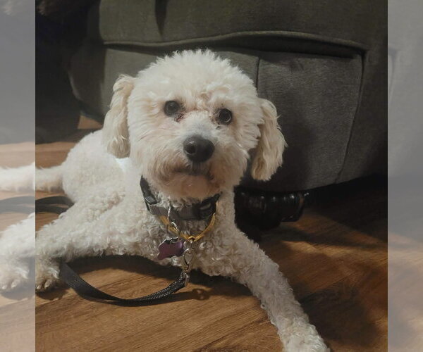 Medium Photo #1 Poodle (Standard)-Unknown Mix Puppy For Sale in New London, WI, USA