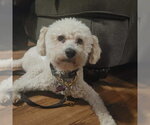 Small Poodle (Standard) Mix