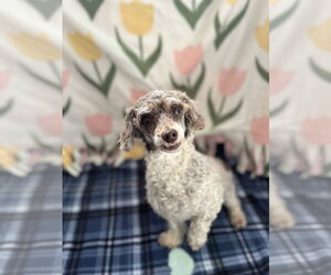 Clementine Jul 26 - Female Poodle (Miniature) Dog for Adoption - Photo #2