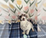 Small Photo #2 Poodle (Miniature) Puppy For Sale in Pacolet, SC, USA