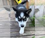 Puppy Echo Siberian Husky