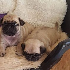 Pug Puppy for sale in DES PLAINES, IL, USA