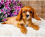 Small #9 Cavalier King Charles Spaniel