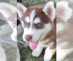 Image preview for Ad Listing. Nickname: Ginger