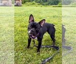 Small #5 French Bulldog