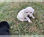 Small Photo #4 Labrador Retriever Puppy For Sale in CLINTONVILLE, WI, USA