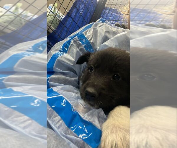 Medium Photo #1 Collie-Unknown Mix Puppy For Sale in Calgary, Alberta, Canada