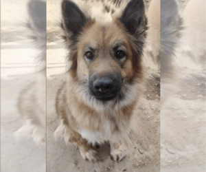 Chow Chow-Unknown Mix Dogs for adoption in Pena Blanca, NM, USA