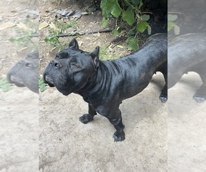 Mother of the Cane Corso puppies born on 07/14/2026