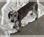 Riley - Female Mutt Dog for Adoption - Small photo