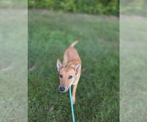 Charli - Female Shiba Inu-Unknown Mix Dog for Adoption - Photo #7