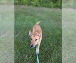 Small Photo #7 Shiba Inu-Unknown Mix Puppy For Sale in NEWPORT NH, NH, USA
