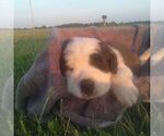 Small Photo #15 Saint Bernard Puppy For Sale in SPENCERVILLE, IN, USA