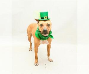 Mutt Dogs for adoption in Sanford, FL, USA