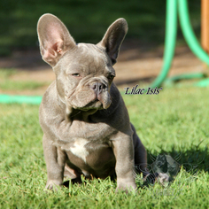 Mother of the French Bulldog puppies born on 08/14/2017