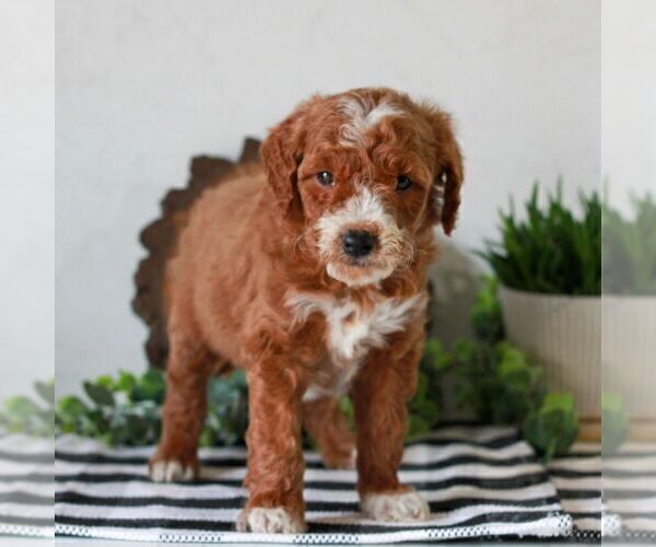 Medium Photo #4 Goldendoodle (Miniature) Puppy For Sale in LITITZ, PA, USA