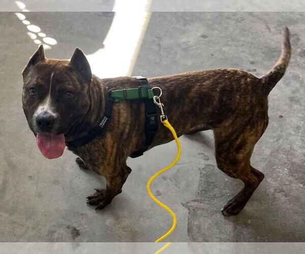 Medium Photo #3 Mutt Puppy For Sale in Tarboro, NC, USA