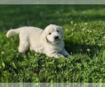 Small Photo #3 English Cream Golden Retriever Puppy For Sale in WOOSTER, OH, USA
