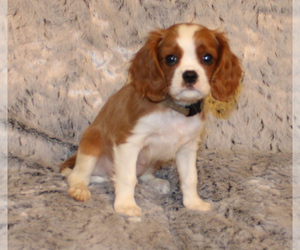 Cavalier King Charles Spaniel Puppy for sale in HOMELAND, CA, USA