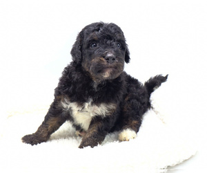 Miniature Bernedoodle Puppy for sale in TAMPA, FL, USA