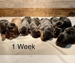 Small Photo #7 Doberman Pinscher Puppy For Sale in TAYLORS, SC, USA