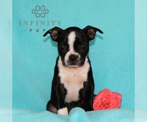 Boston Terrier Puppy for sale in NOTTINGHAM, PA, USA