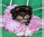 Small #3 Havanese