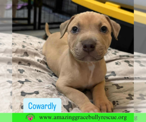 Bulldog-Labrador Retriever Mix Dogs for adoption in Pensacola, FL, USA