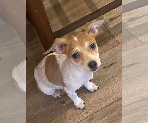 Medium Photo #1 Jack Chi Puppy For Sale in Stephens City, VA, USA