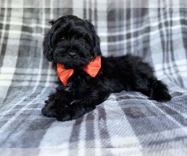 Medium Photo #3 ShihPoo Puppy For Sale in LAKELAND, FL, USA