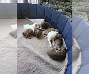 Goldendoodle (Miniature) Litter for sale in CLEARWATER, KS, USA