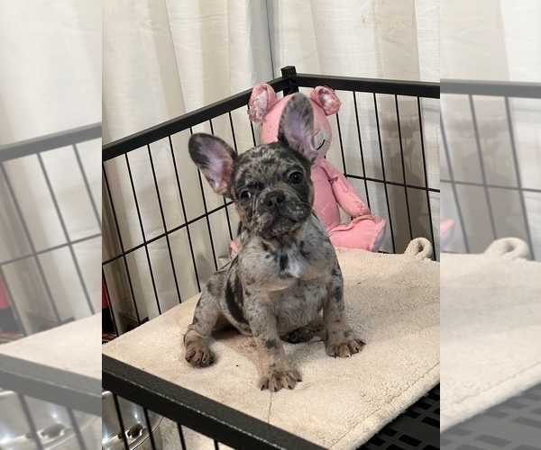 Medium Photo #2 French Bulldog Puppy For Sale in LOUISVILLE, KY, USA