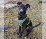 Small #7 German Shepherd Dog Mix