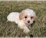 Small Photo #5 Maltipoo Puppy For Sale in FREDERICKSBURG, OH, USA