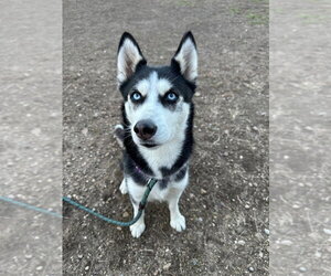 Siberian Husky-Unknown Mix Dogs for adoption in South Bend, IN, USA