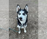 Small Siberian Husky Mix