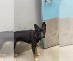Small German Shepherd Dog Mix
