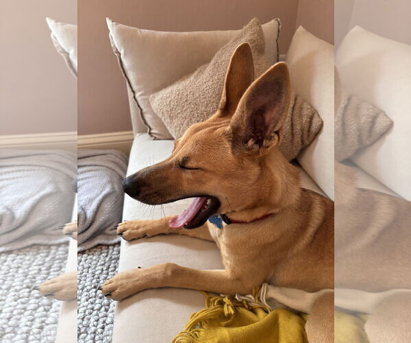 Medium Photo #7 Carolina Dog-Unknown Mix Puppy For Sale in Minneapolis, MN, USA