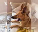 Small #6 Carolina Dog Mix