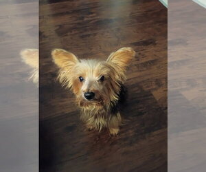 Jack - Male Mutt Dog for Adoption - Photo #5