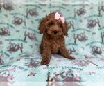 Small #5 Cockapoo (Miniature)